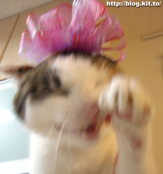 d060628g.jpg