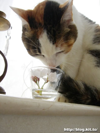 d060406r.jpg