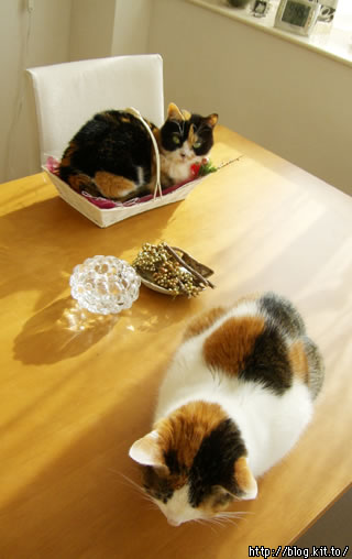 d060111c.jpg