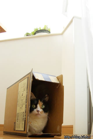 d051107q.jpg