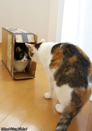 d051107i.jpg