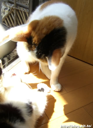 d060331h.jpg