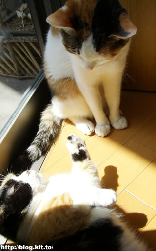 d060331i.jpg