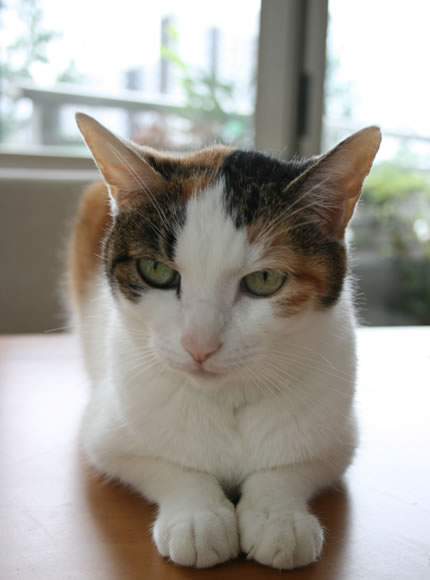 ねここ1