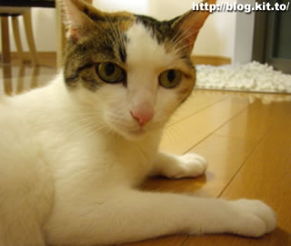 d060809g.jpg