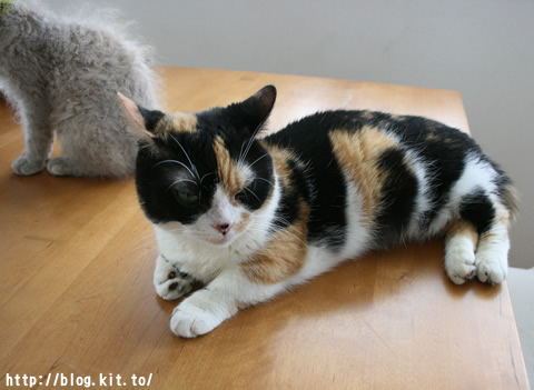 �ʤä����5