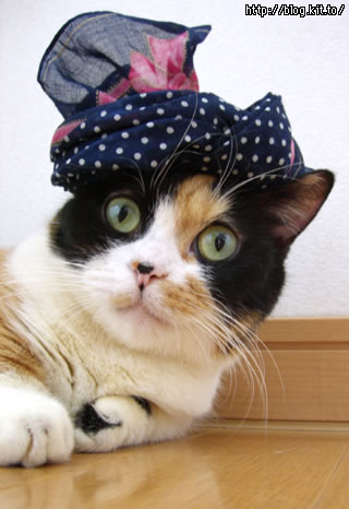 d051004f.jpg
