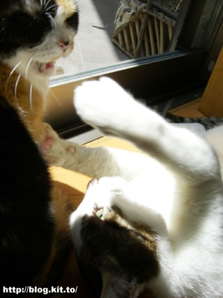 d060331d.jpg