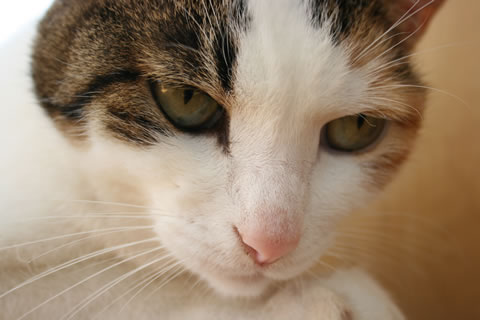 ねここ2