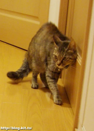 d060327h.jpg
