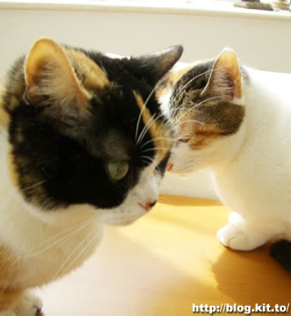 d060329i.jpg