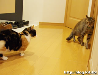 d060327e.jpg