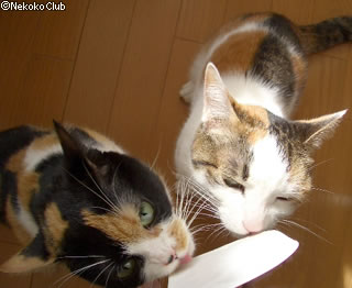 d050307a.jpg