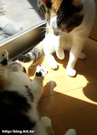 d060331g.jpg