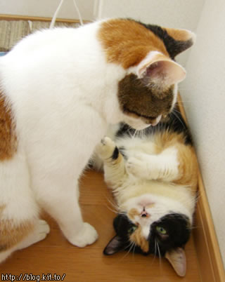 d051007a.jpg