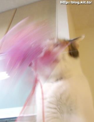 d060628h.jpg