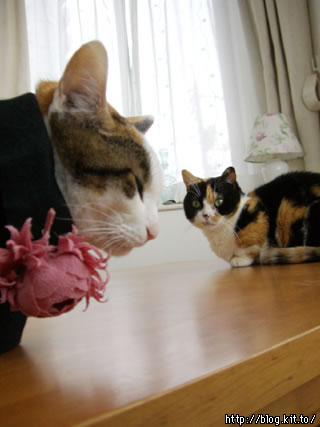 d060209i.jpg