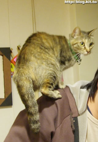 d060327j.jpg