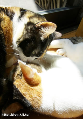 d060331c.jpg
