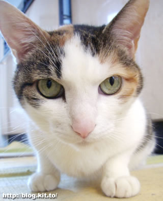 d060428o.jpg