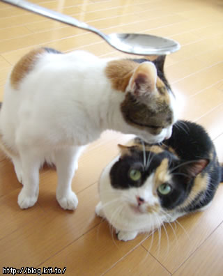 d050930j.jpg