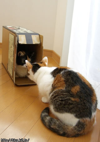 d051107j.jpg