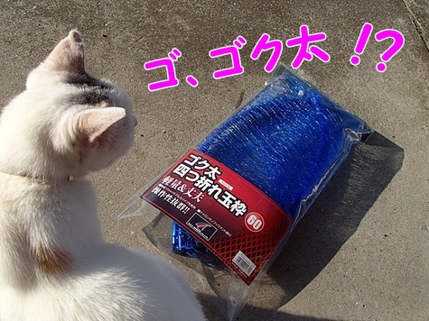 新タモ枠