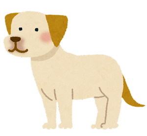 labrador_retriever