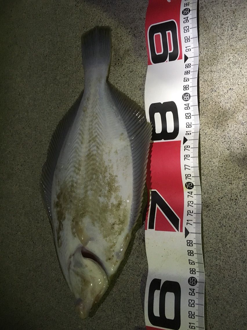 3 25 カレイ釣りin小石浜漁港 F F Style 3 25 カレイ釣りin小石浜漁港 F F Style
