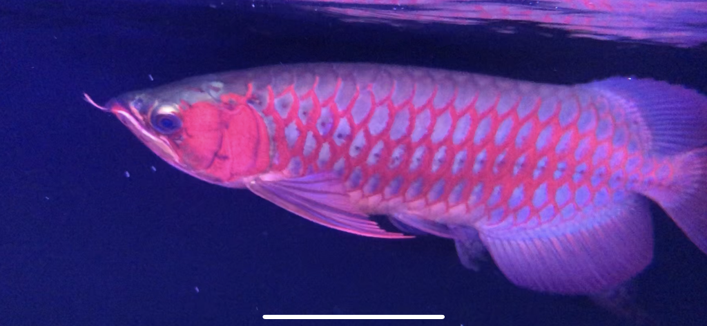 メタルレッドF3 オスフロ