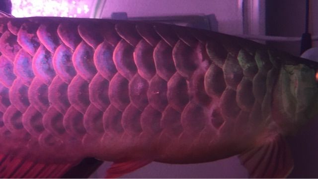 金底過背金龍 ウルトラレッドに魅せられて