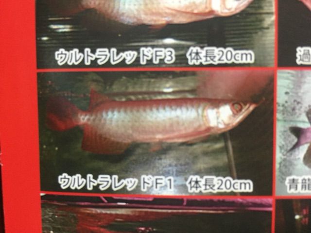 ペテ ムンジュールファームの真実！ : ウルトラレッドに魅せられて