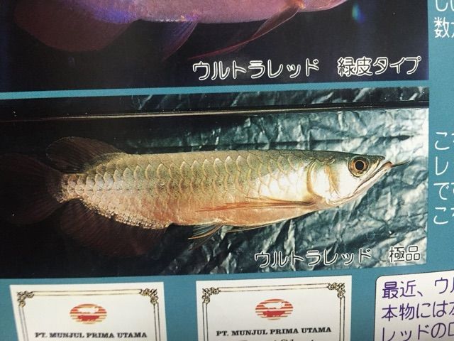 多様な ペテ ウルトラレッドに魅せられて : ムンジュールファームの真実！ その他