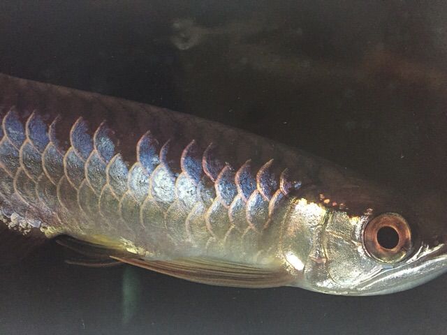 極金龍 : ウルトラレッドに魅せられて