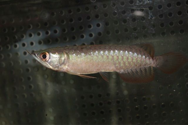 金底過背金龍 ウルトラレッドに魅せられて