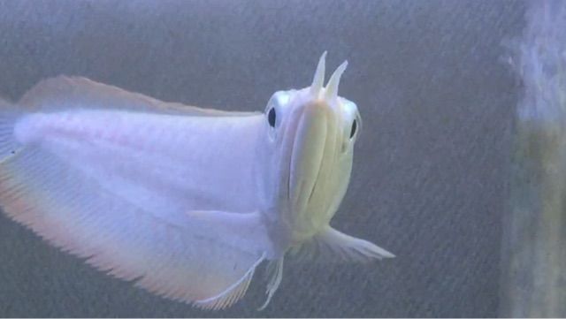購入者決定　プラチナアルビノシルバーアロワナ　 淡水魚】レア種 激安 プラチナ アルビノシルバーアロワナ【1匹