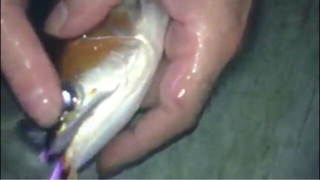 ドクターx 私 失敗しないので ウルトラレッドに魅せられて