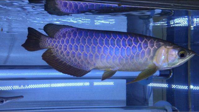 幻の青い過背金龍 : ウルトラレッドに魅せられて