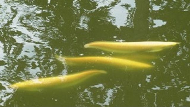 購入者決定　プラチナアルビノシルバーアロワナ　 淡水魚】レア種 激安 プラチナ アルビノシルバーアロワナ【1匹