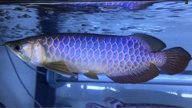 幻の青い過背金龍 : ウルトラレッドに魅せられて