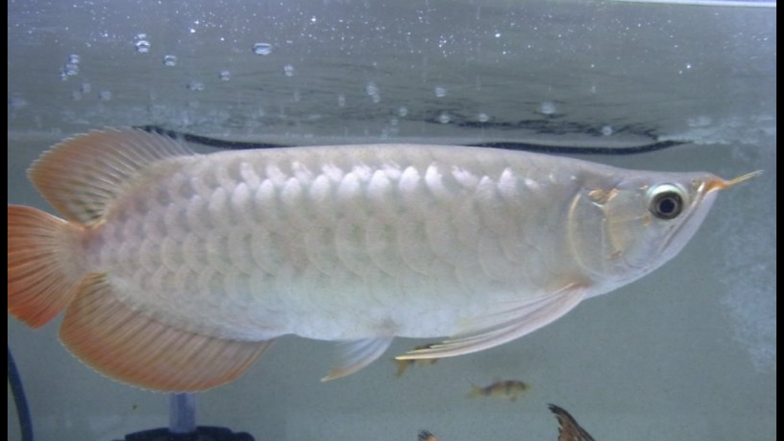 アジアアロワナ ウルトラレッドに魅せられて アジアアロワナ ウルトラレッドに魅せられて