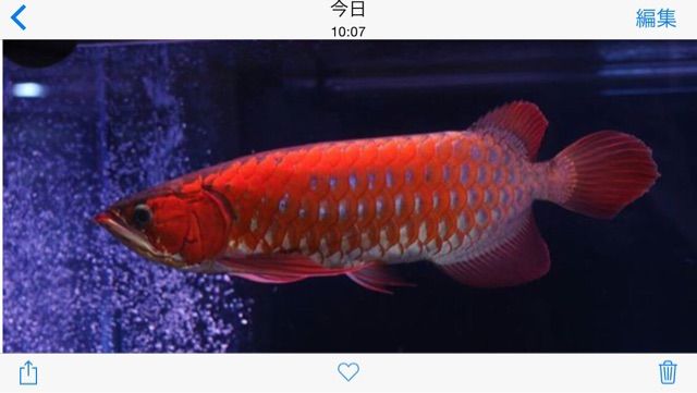ドクターx 私 失敗しないので ウルトラレッドに魅せられて