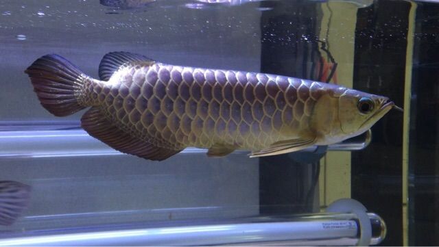 幻の青い過背金龍 : ウルトラレッドに魅せられて