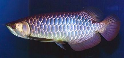 藍底過背金龍(ブルーアロワナ) 原画 藍底過背金龍 (ブルーベース) ±23㎝《5939 証明書付き》 | アロワナ等