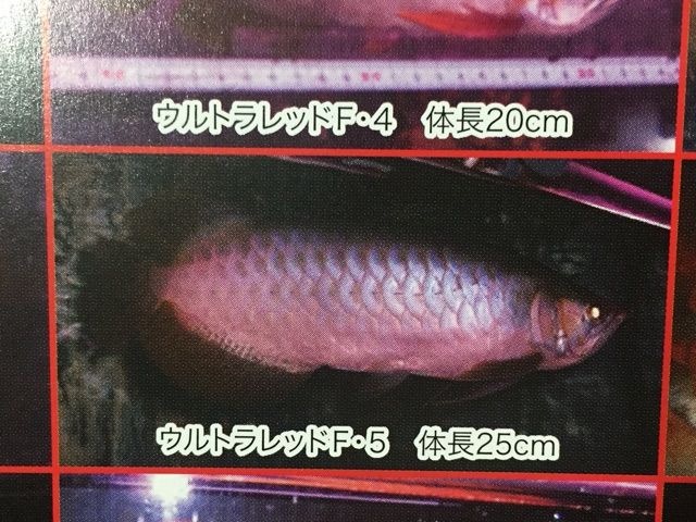 ペテ ムンジュールファームの真実！ : ウルトラレッドに魅せられて