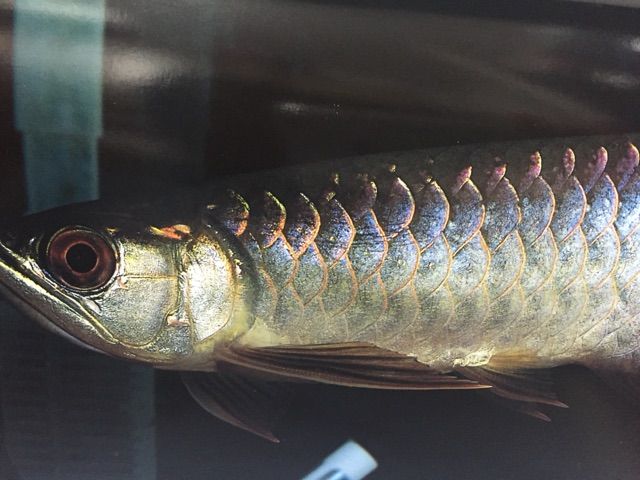 極金龍 : ウルトラレッドに魅せられて