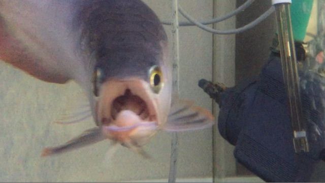 狂豚病 ウルトラレッドに魅せられて