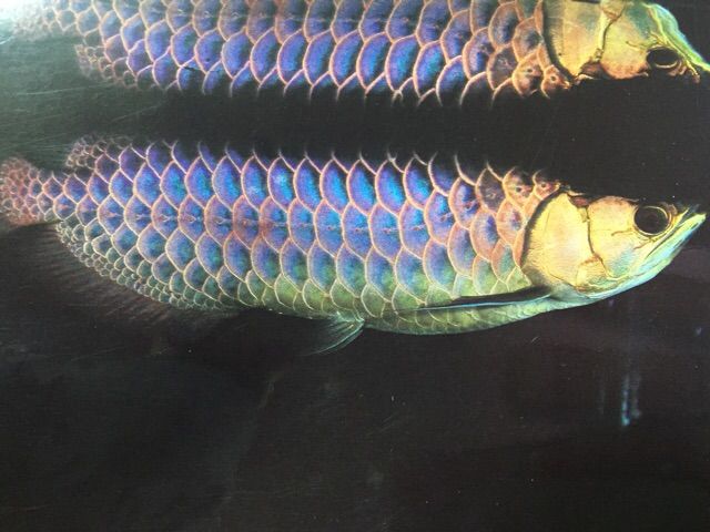 幻の青い過背金龍と青いアロワナ : ウルトラレッドに魅せられて