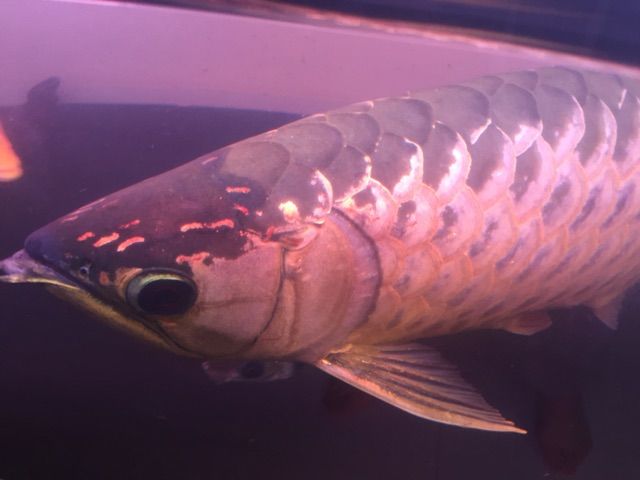 過背金龍極 Amazon.co.jp: でんらい 水中照明 アロワナライト LED 過背金龍