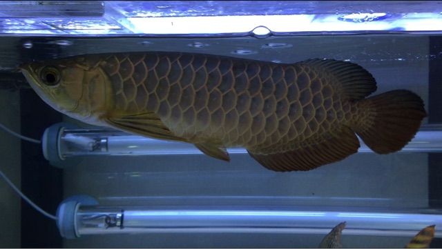 幻の青い過背金龍 : ウルトラレッドに魅せられて